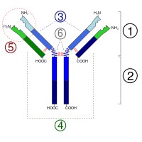 Общий план строения иммуноглобулинов