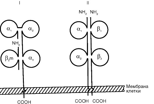 Схема строения антигенов главного комплекса гистосовместимости