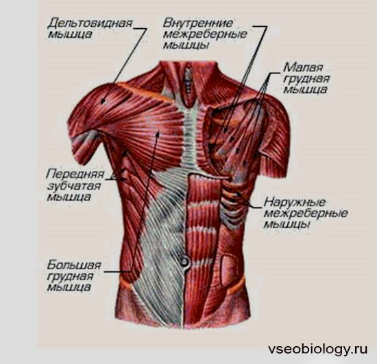 Мышцы грудной клетки