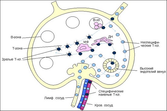 Рециркуляция Т-клеток после проникновения антигена в лимфоидную ткань